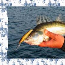 Catching pike perch with wobblers video: