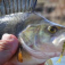 Δολώματα σιλικόνης για την αλίευση αρπακτικών ψαριών - πλήρης ανασκόπηση