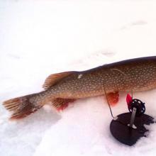 Kışın turna balıkçılığı için doğru sırık