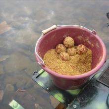 What do crucian carp bite on in spring?