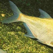 Bream fishing in winter: where, how and what to catch